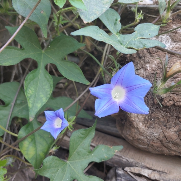 Meet your Posher, Sandra - Picture 3 of 6